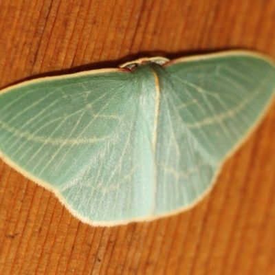 Chlorocoma carenaria (Veined Emerald) at Tathra, NSW - 17 Jul 2022 by KerryVance