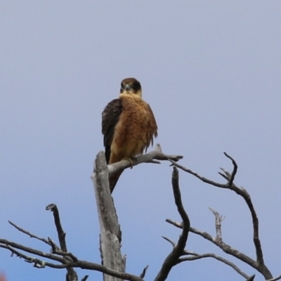 Falco longipennis (Australian Hobby) at Fadden, ACT - 24 Feb 2023 by RodDeb