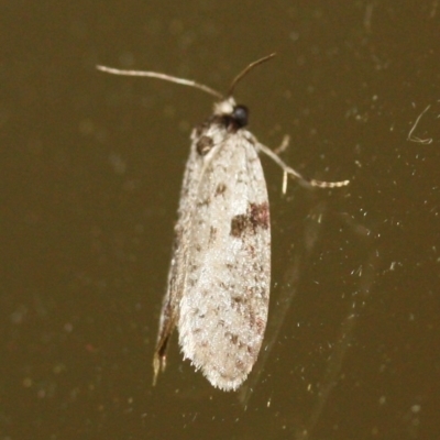 Lepidoscia (genus) ADULT (A Case moth) at Tathra Public School - 20 Mar 2022 by KerryVance2