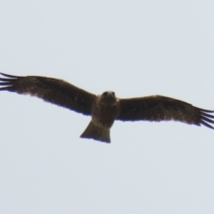 Hieraaetus morphnoides (Little Eagle) at Fyshwick, ACT - 24 Feb 2023 by RodDeb