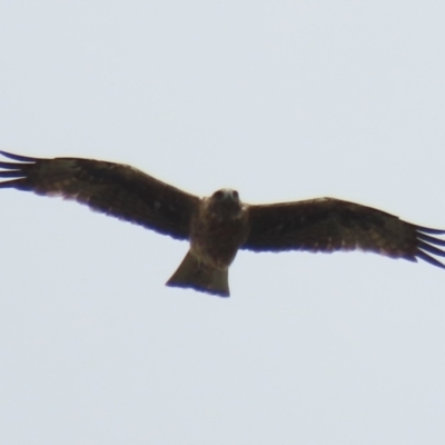 Hieraaetus morphnoides (Little Eagle) by RodDeb