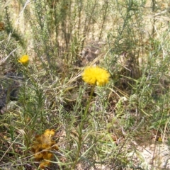 Rutidosis leptorhynchoides (Button Wrinklewort) at Deakin, ACT - 24 Feb 2023 by MichaelMulvaney