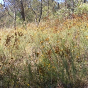 Rutidosis leptorhynchoides at Deakin, ACT - 24 Feb 2023