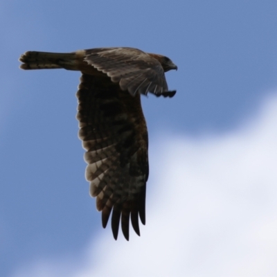 Hieraaetus morphnoides (Little Eagle) at Fyshwick, ACT by RodDeb