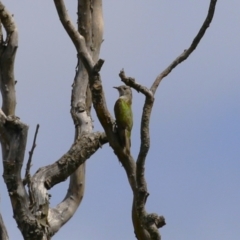 Chrysococcyx lucidus (Shining Bronze-Cuckoo) at Jerrabomberra Wetlands - 24 Feb 2023 by RodDeb