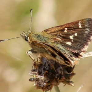 Atkinsia dominula at Mount Clear, ACT - suppressed
