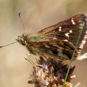 Atkinsia dominula at Mount Clear, ACT - suppressed