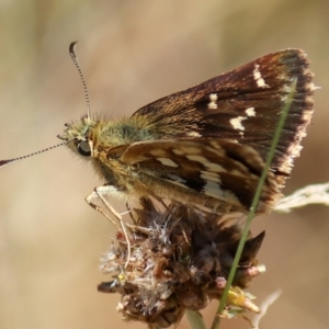 Atkinsia dominula at Mount Clear, ACT - 19 Feb 2023