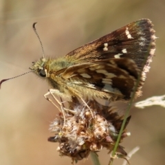 Atkinsia dominula at Mount Clear, ACT - suppressed