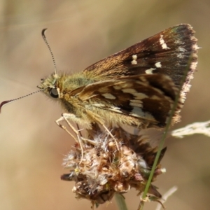 Atkinsia dominula at Mount Clear, ACT - suppressed