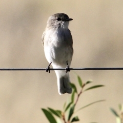 Microeca fascinans (Jacky Winter) at Murrumbateman, NSW - 25 Feb 2023 by davobj