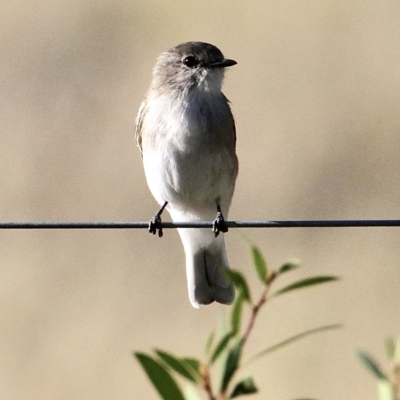 Microeca fascinans (Jacky Winter) at Murrumbateman, NSW - 25 Feb 2023 by davobj