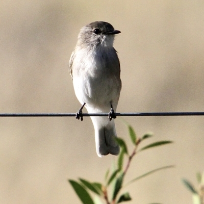 Microeca fascinans (Jacky Winter) at Murrumbateman, NSW - 24 Feb 2023 by davobj