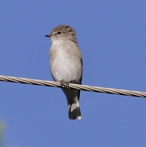 Microeca fascinans at Murrumbateman, NSW - 25 Feb 2023