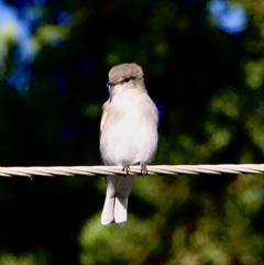 Microeca fascinans at Murrumbateman, NSW - 25 Feb 2023