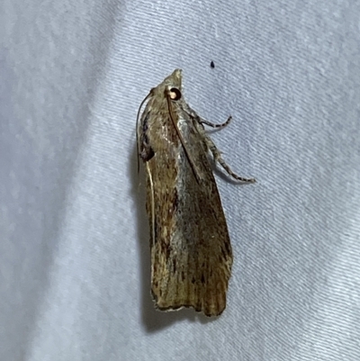 Galleria mellonella (Greater Wax Moth) at Jerrabomberra, NSW - 15 Feb 2023 by SteveBorkowskis