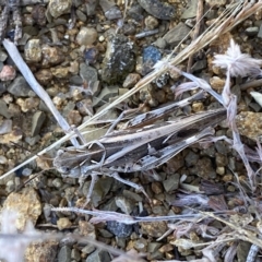 Austroicetes pusilla (Grasshopper, Locust) at Molonglo River Reserve - 15 Feb 2023 by Steve_Bok