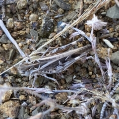 Austroicetes pusilla at Stromlo, ACT - 16 Feb 2023 09:21 AM