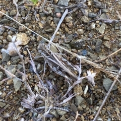 Austroicetes pusilla at Stromlo, ACT - 16 Feb 2023 09:21 AM