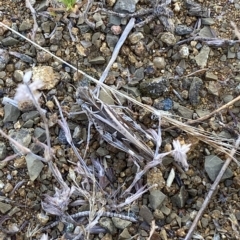 Austroicetes pusilla at Stromlo, ACT - 16 Feb 2023