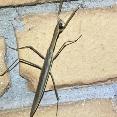 Tenodera australasiae (Purple-winged mantid) at Jerrabomberra, NSW - 17 Feb 2023 by SteveBorkowskis