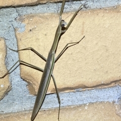 Tenodera australasiae at Jerrabomberra, NSW - 17 Feb 2023 by Steve_Bok