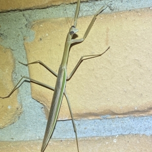 Tenodera australasiae at Jerrabomberra, NSW - 17 Feb 2023