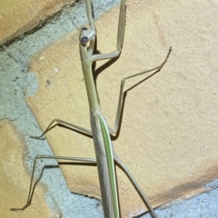 Tenodera australasiae at Jerrabomberra, NSW - 17 Feb 2023