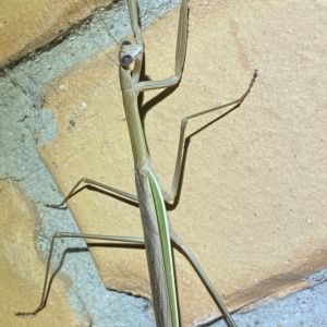 Tenodera australasiae at Jerrabomberra, NSW - 17 Feb 2023