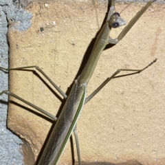 Tenodera australasiae at Jerrabomberra, NSW - 17 Feb 2023