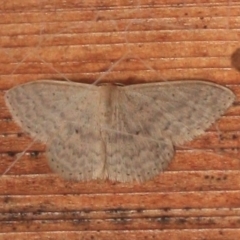 Scopula optivata (Varied Wave) at Tathra, NSW - 22 Mar 2022 by KerryVance2