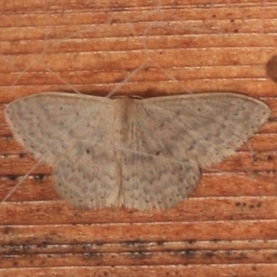 Scopula optivata (Varied Wave) at Tathra, NSW - 22 Mar 2022 by KerryVance2