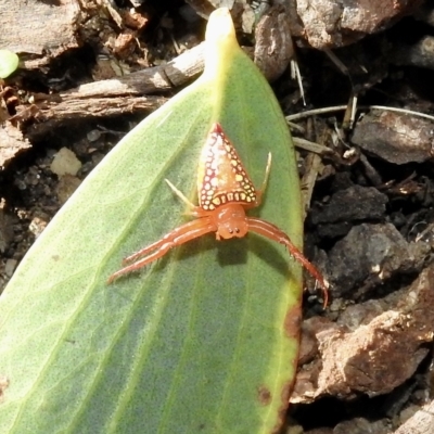 Arkys walckenaeri (Triangle spider) at Burradoo, NSW - 24 Feb 2023 by GlossyGal