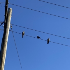 Columba leucomela (White-headed Pigeon) at Tathra, NSW - 11 Feb 2023 by jks