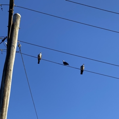 Columba leucomela (White-headed Pigeon) at Tathra, NSW - 11 Feb 2023 by jks