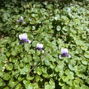 Viola banksii at Undefined Area - 25 Feb 2023 11:19 AM
