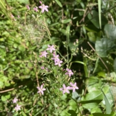 Centaurium sp. (Centaury) at Surfside, NSW - 25 Feb 2023 by mbmiyagi