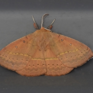 Anthela acuta at Paddys River, ACT - 25 Feb 2023