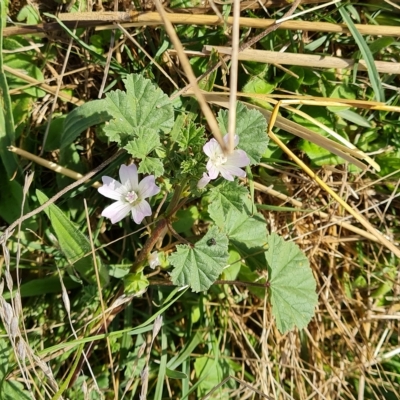 Malva neglecta (Dwarf Mallow) at Isaacs Ridge - 25 Feb 2023 by Mike