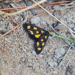 Asura cervicalis (Spotted Lichen Moth) at Isaacs, ACT - 25 Feb 2023 by Mike