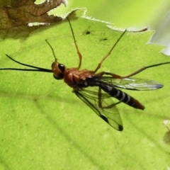 Labium sp. (genus) at Burradoo, NSW - 17 Feb 2023 by GlossyGal