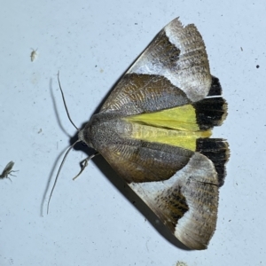 Niceteria macrocosma at Jerrabomberra, NSW - 17 Feb 2023