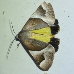 Niceteria macrocosma at Jerrabomberra, NSW - 17 Feb 2023