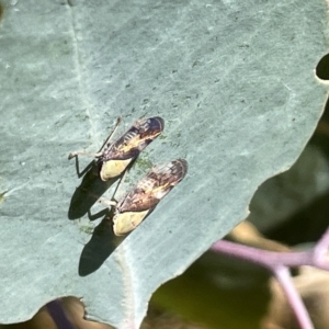 Brunotartessus fulvus at Ainslie, ACT - 25 Feb 2023