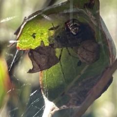 Phonognatha graeffei (Leaf Curling Spider) at Ainslie, ACT - 25 Feb 2023 by Hejor1