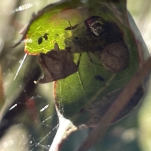 Phonognatha graeffei at Ainslie, ACT - 25 Feb 2023