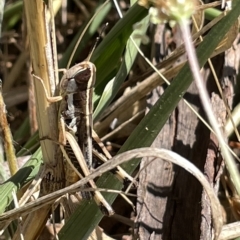 Macrotona australis (Common Macrotona Grasshopper) at Mount Ainslie - 25 Feb 2023 by Hejor1
