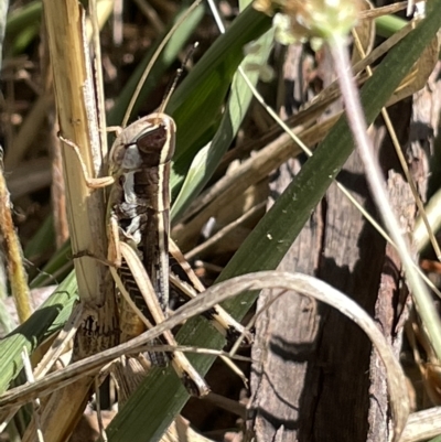 Macrotona australis (Common Macrotona Grasshopper) at Ainslie, ACT - 25 Feb 2023 by Hejor1