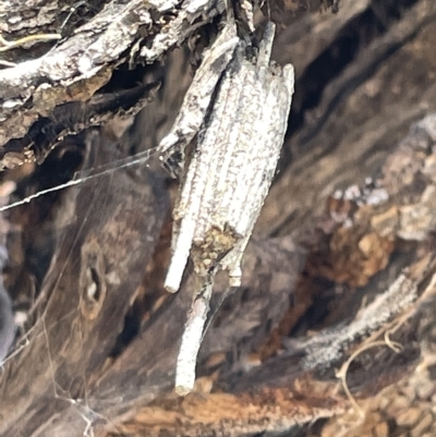 Clania ignobilis (Faggot Case Moth) at Ainslie, ACT - 25 Feb 2023 by Hejor1