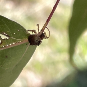 Dolophones sp. (genus) at Ainslie, ACT - 25 Feb 2023 04:18 PM